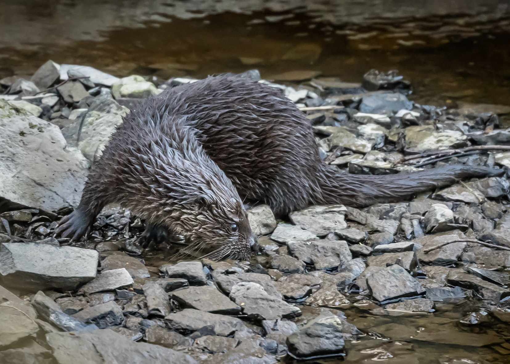 Otter