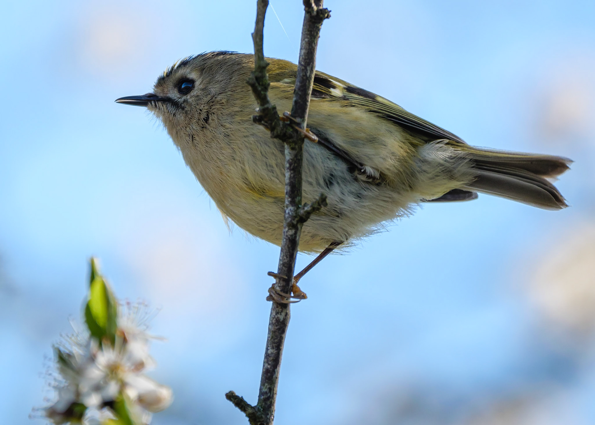 Goldcrest