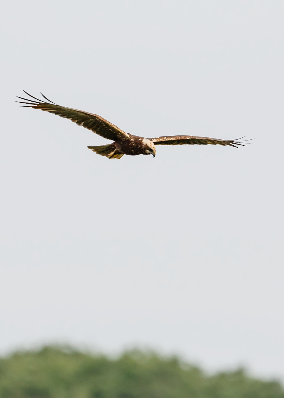 Marsh Harrier