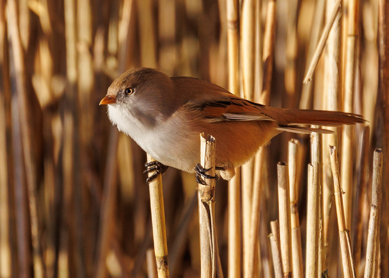 Bearded Tit