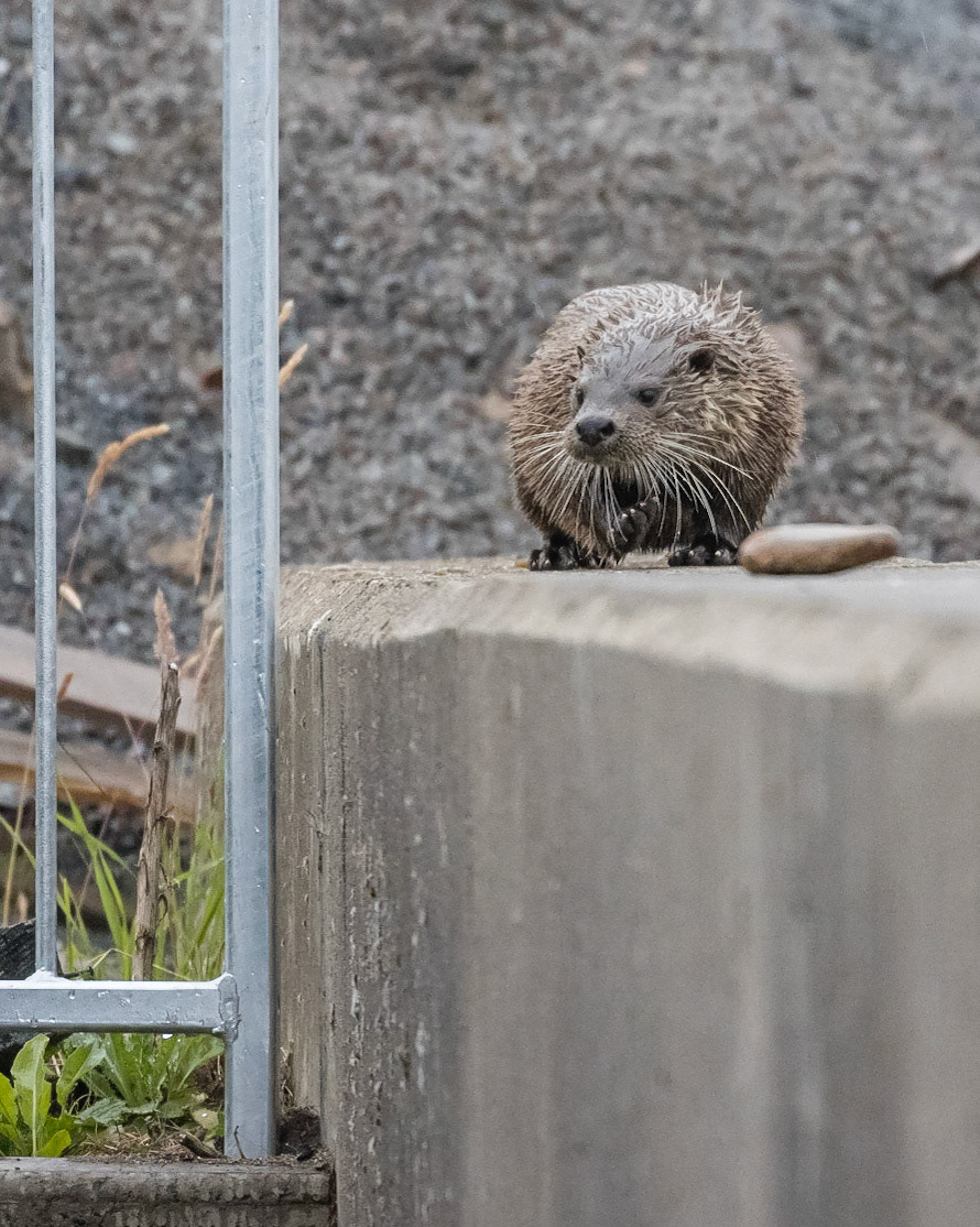Otter