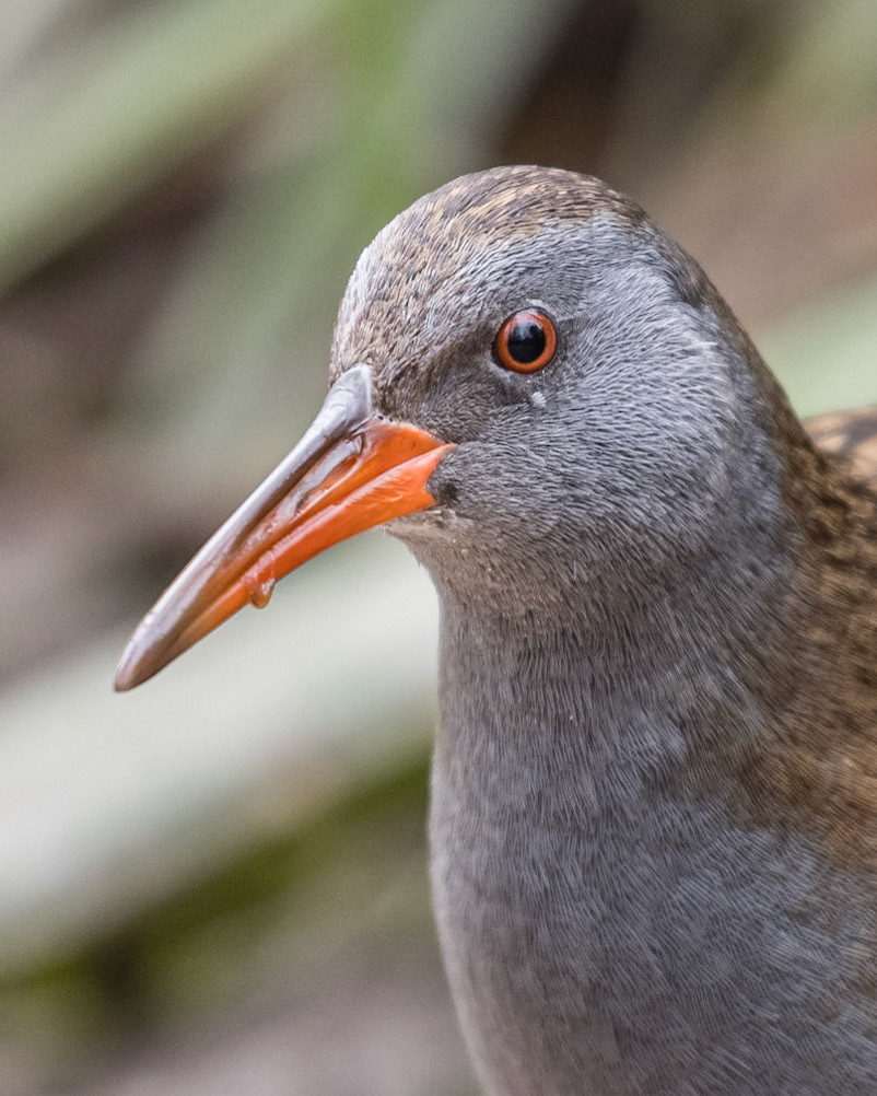 Water Rail