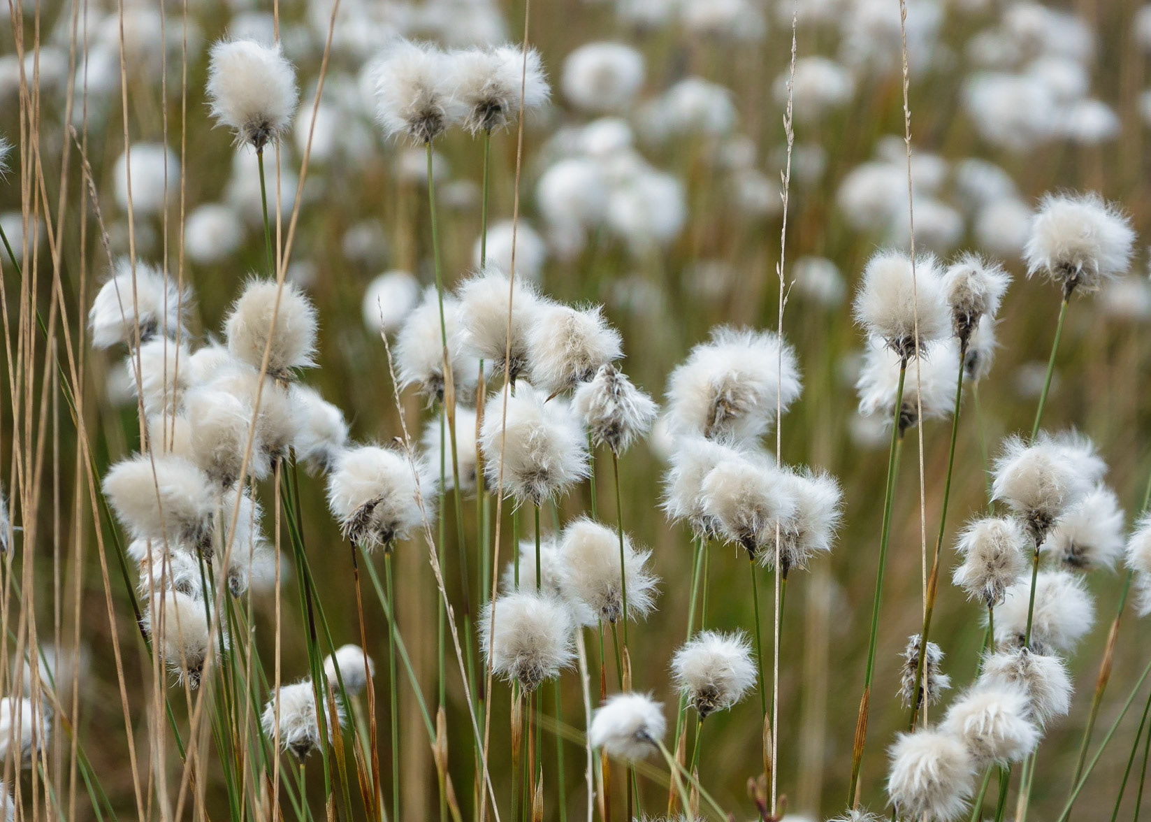 Cotton Grass