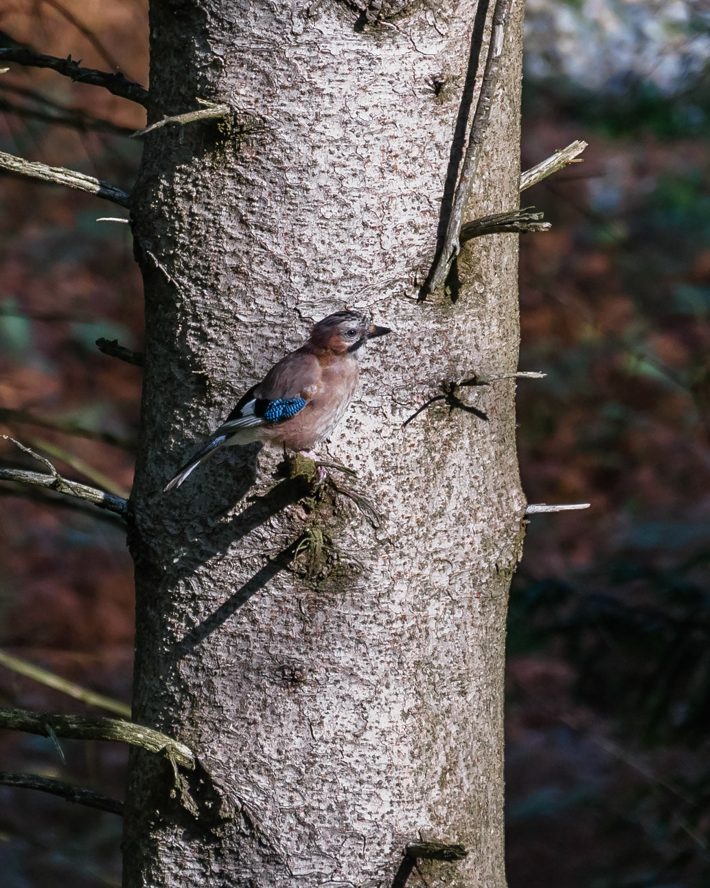 Jay