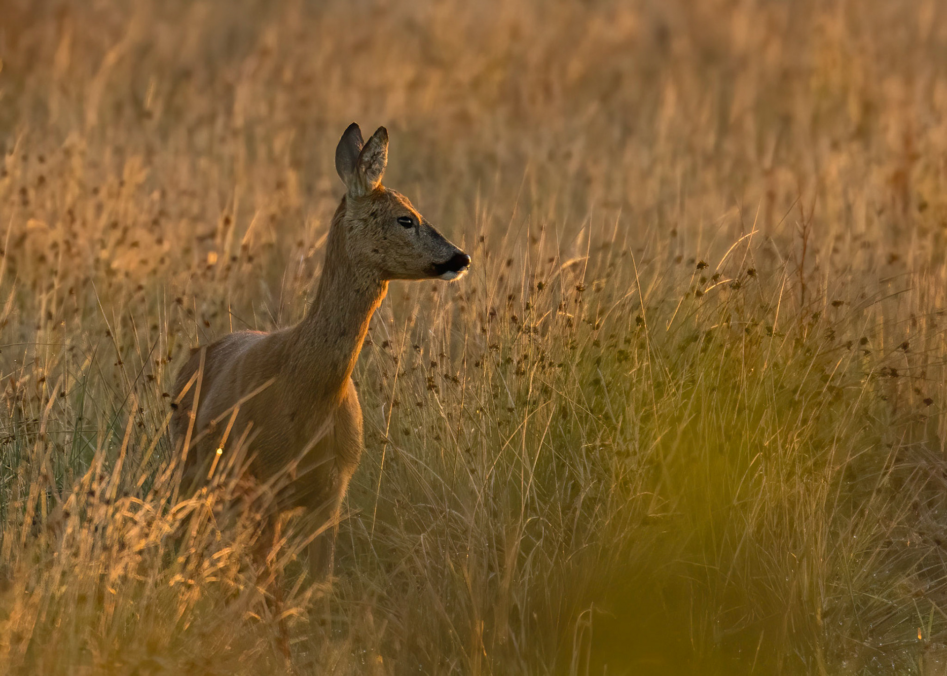 Roe Deer