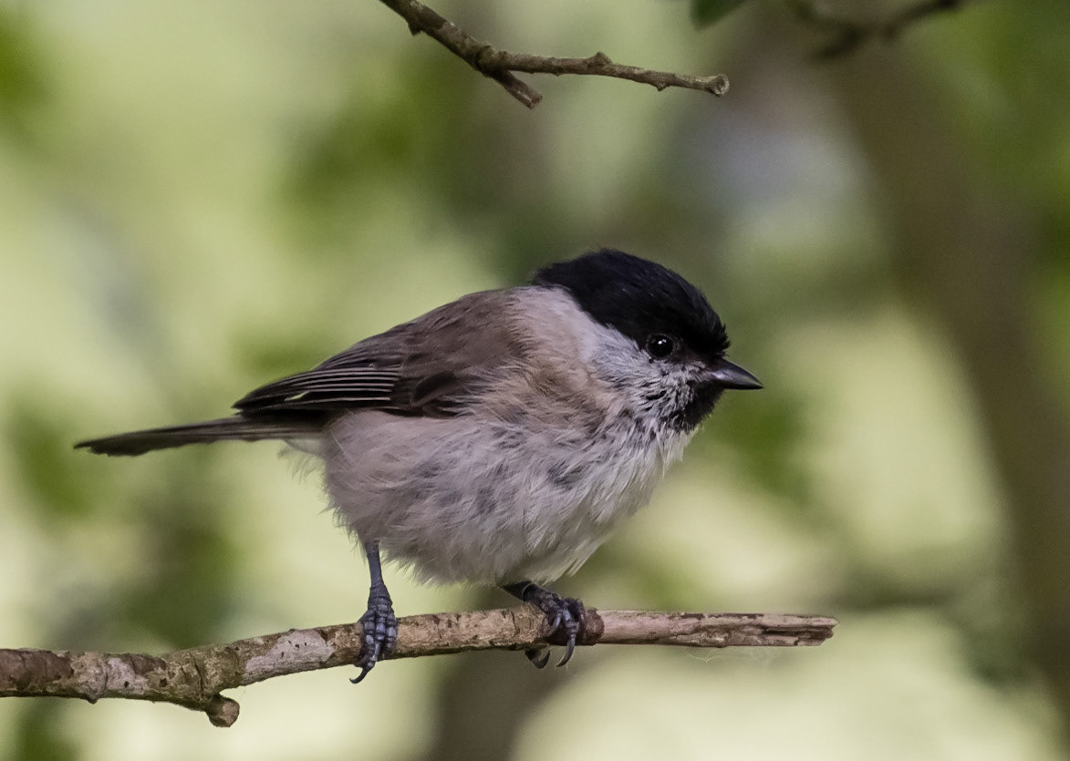 Marsh Tit