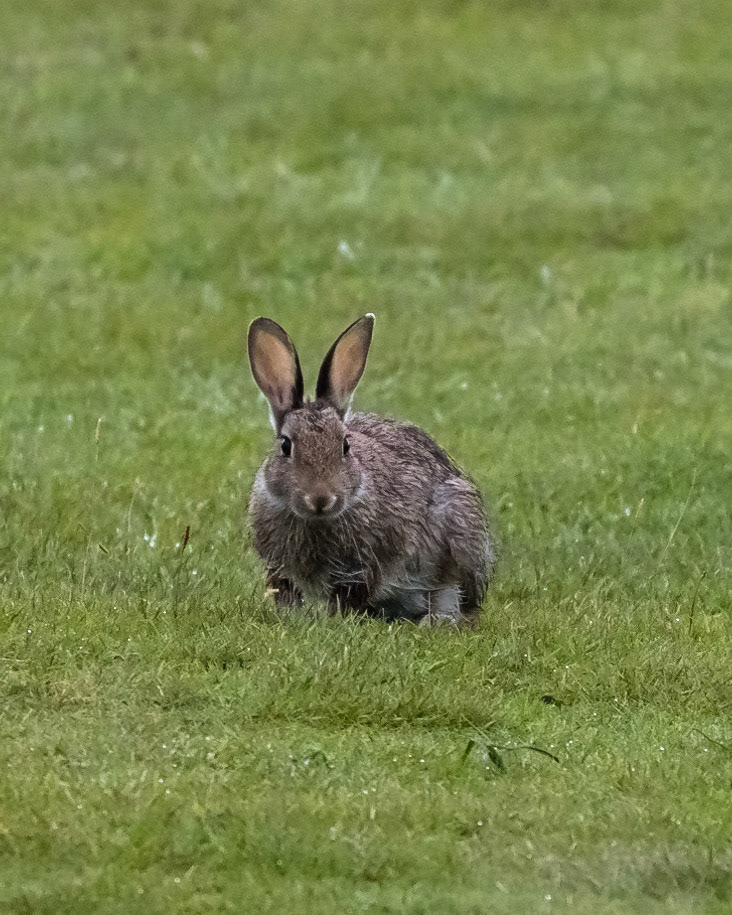 Rabbit