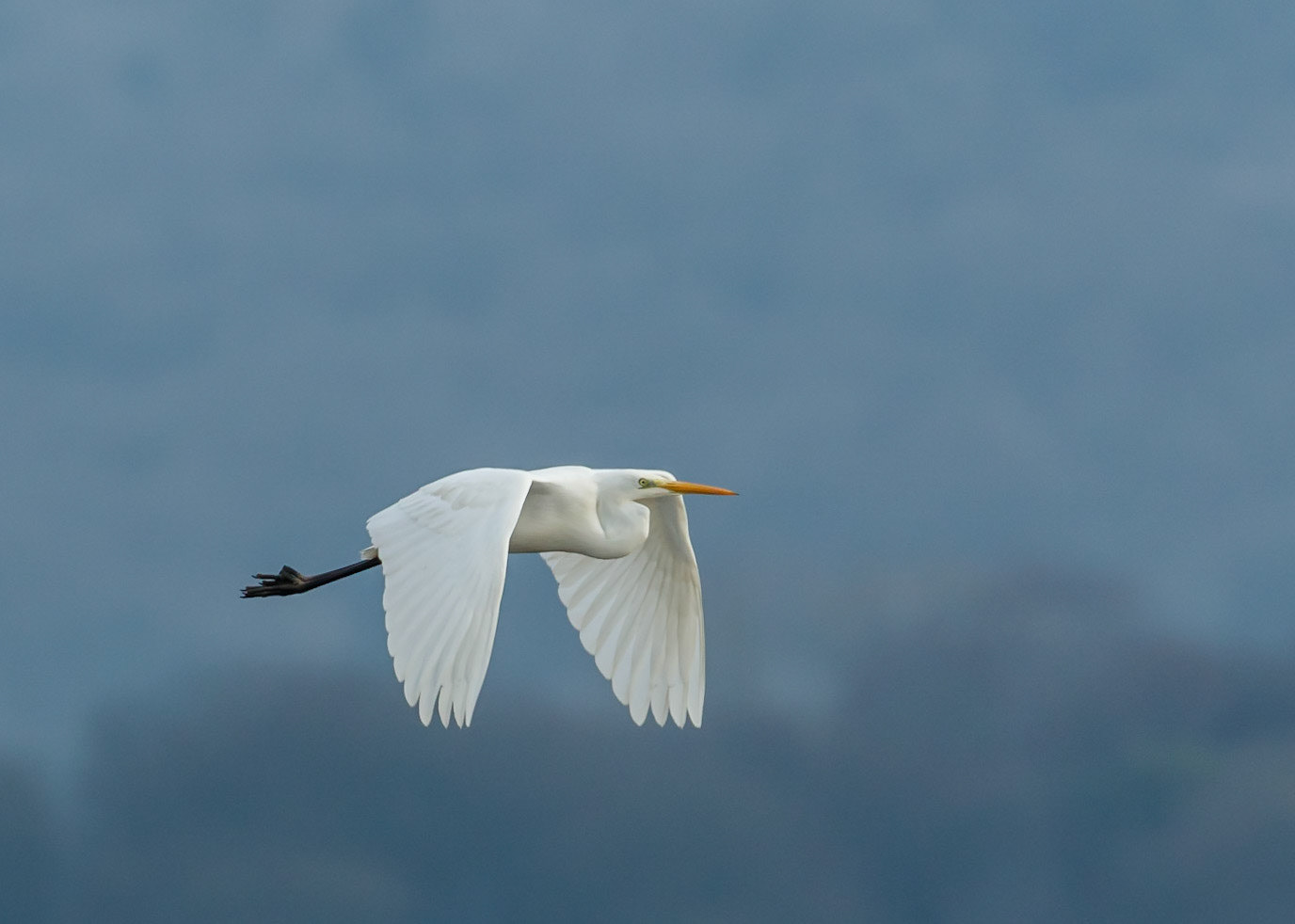 Great White Egret