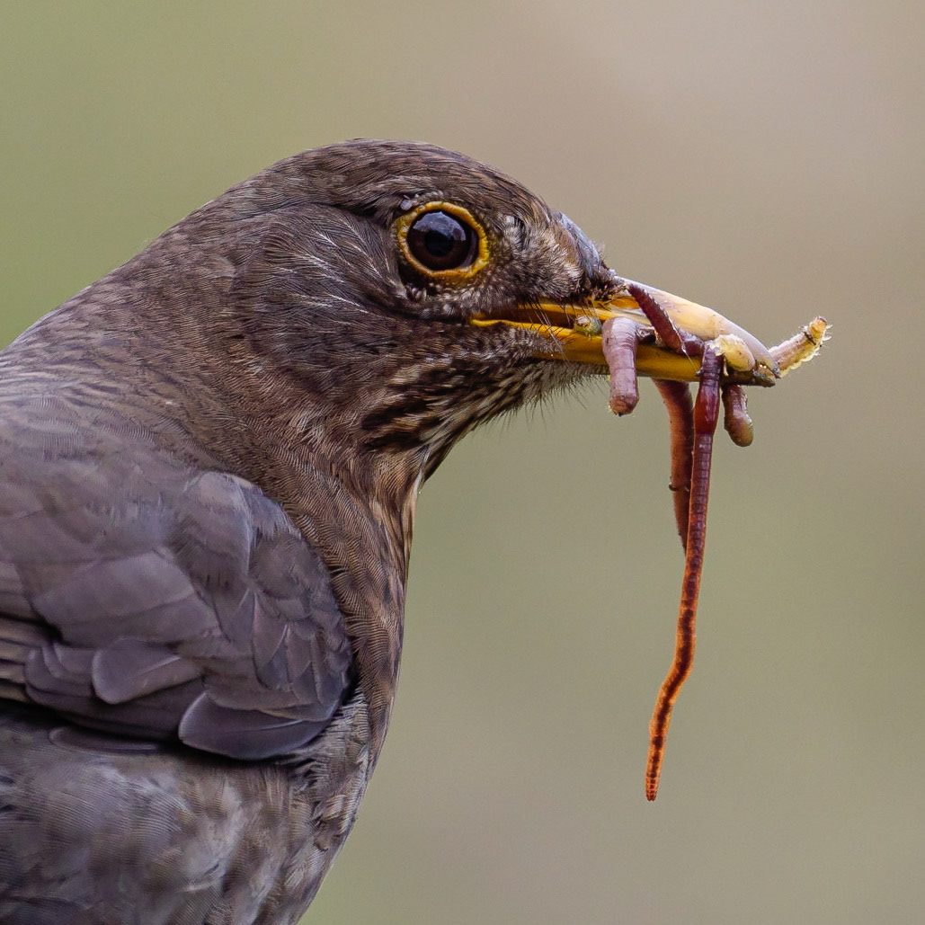 Blackbird