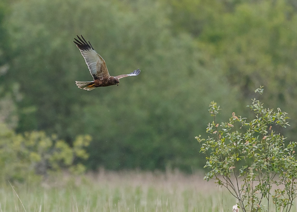 Marsh Harrier