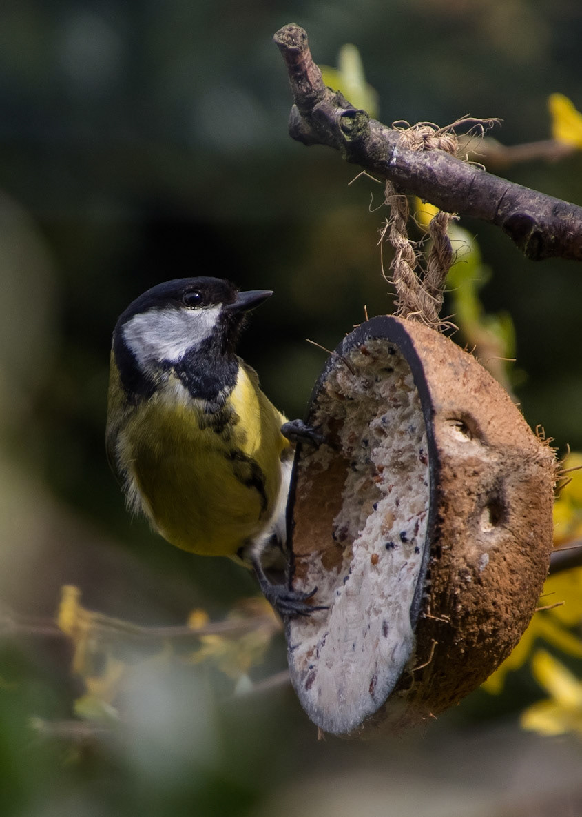 Great Tit