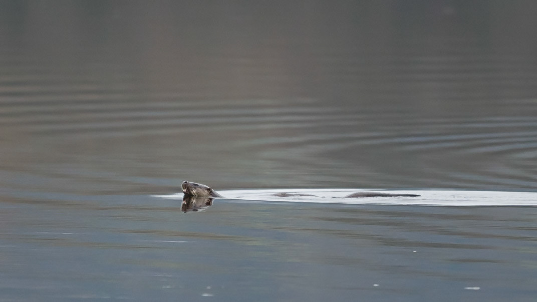 Otter