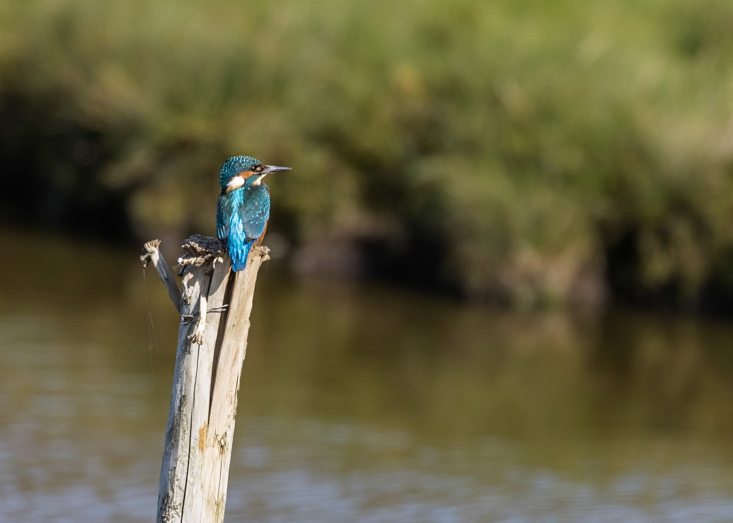 Kingfisher