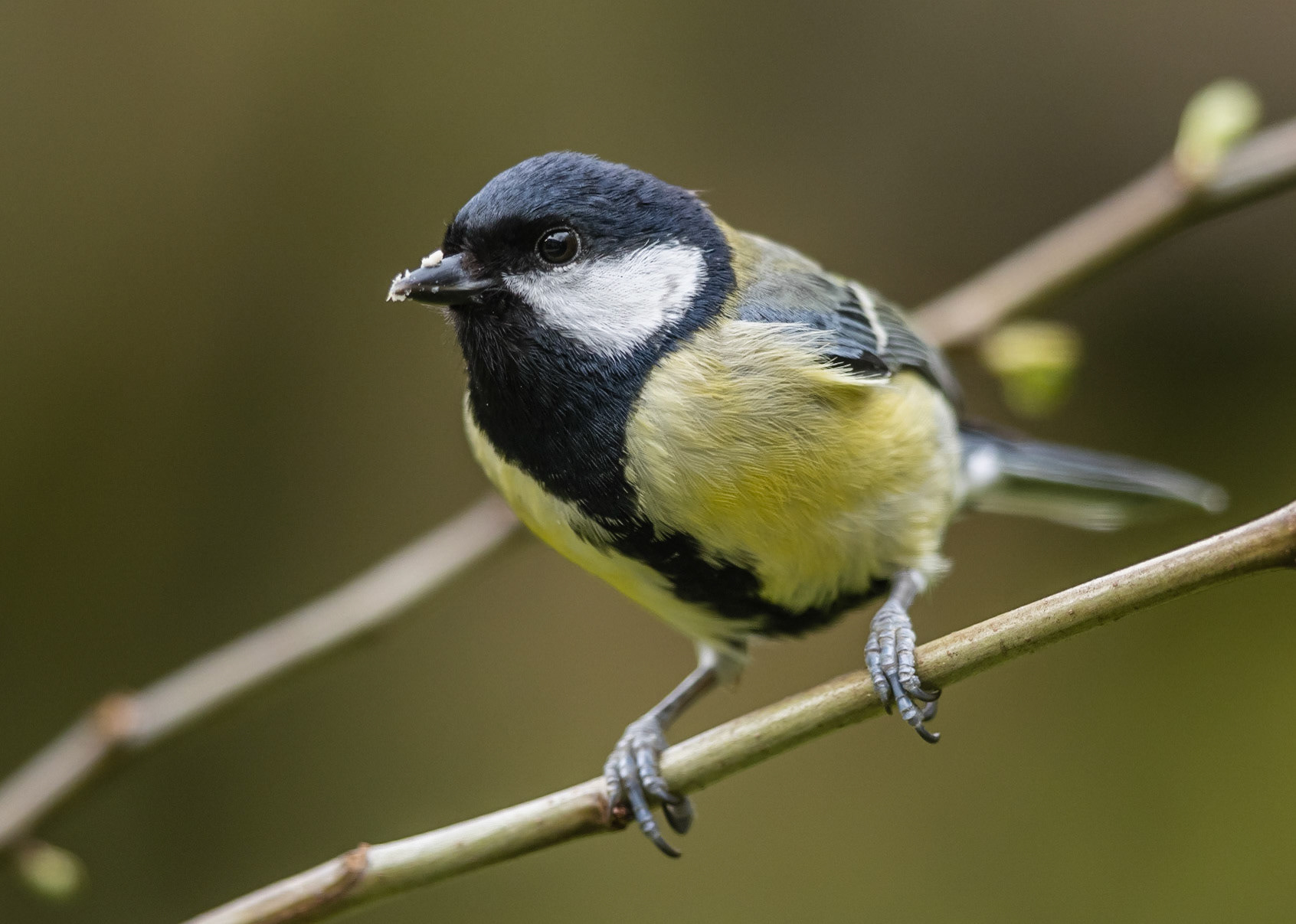 Great Tit