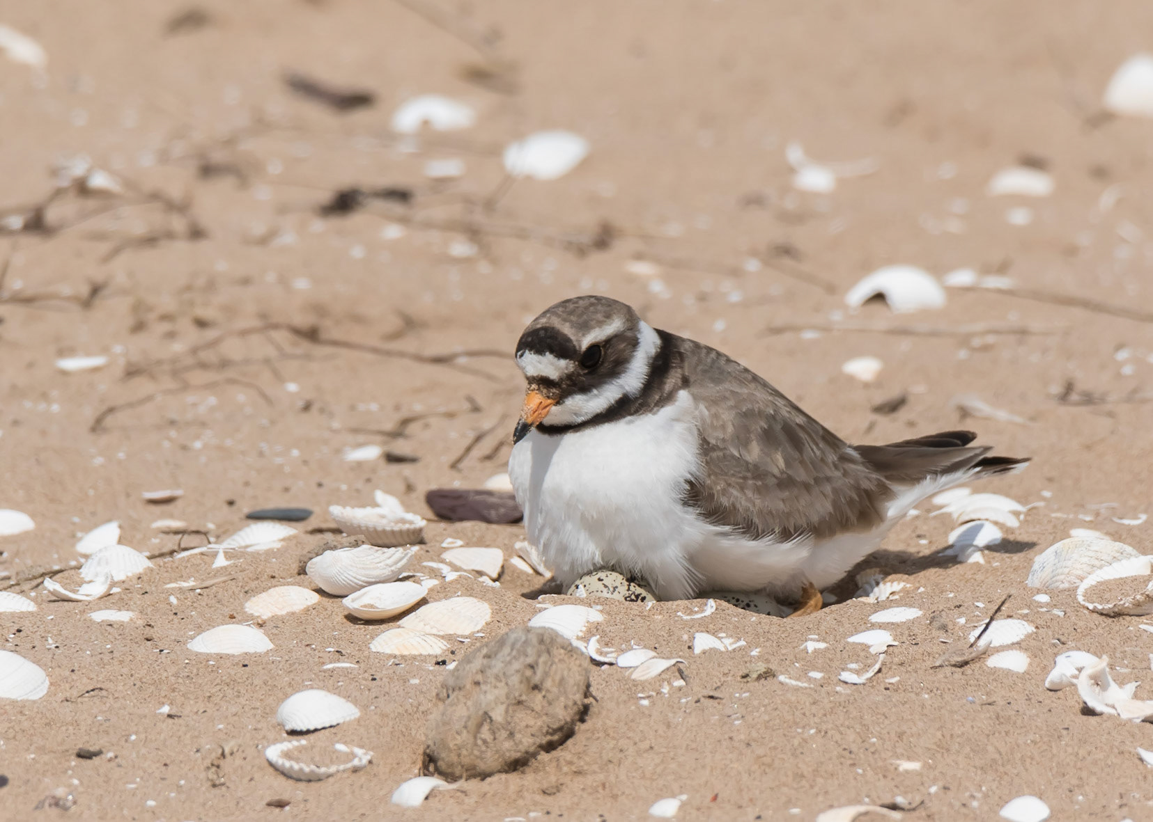 Ringed Plover
