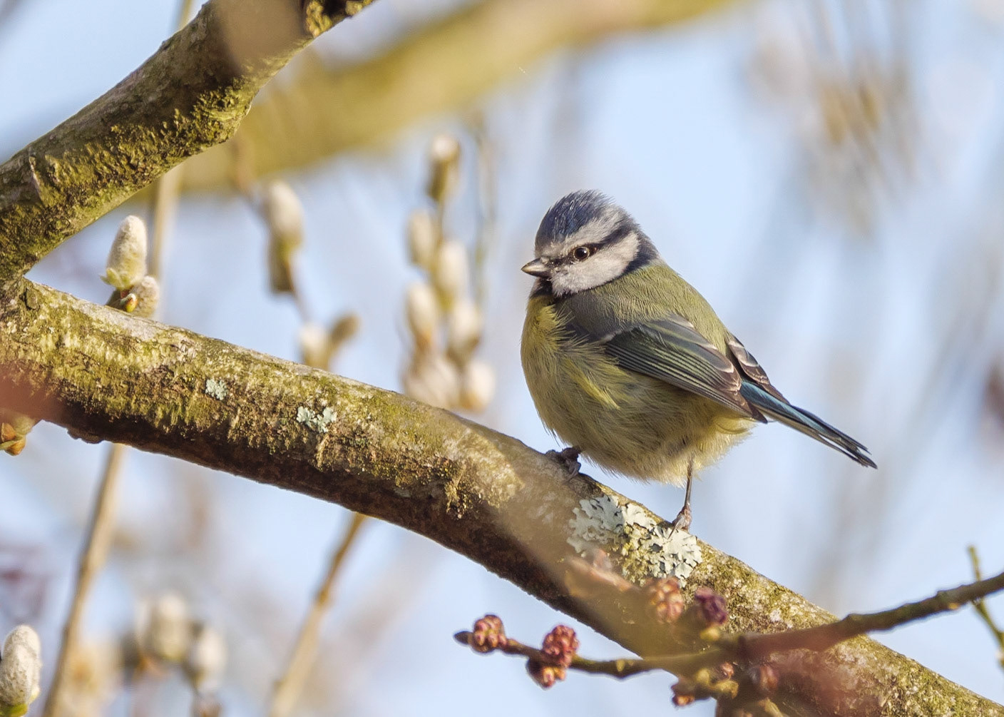 Blue Tit