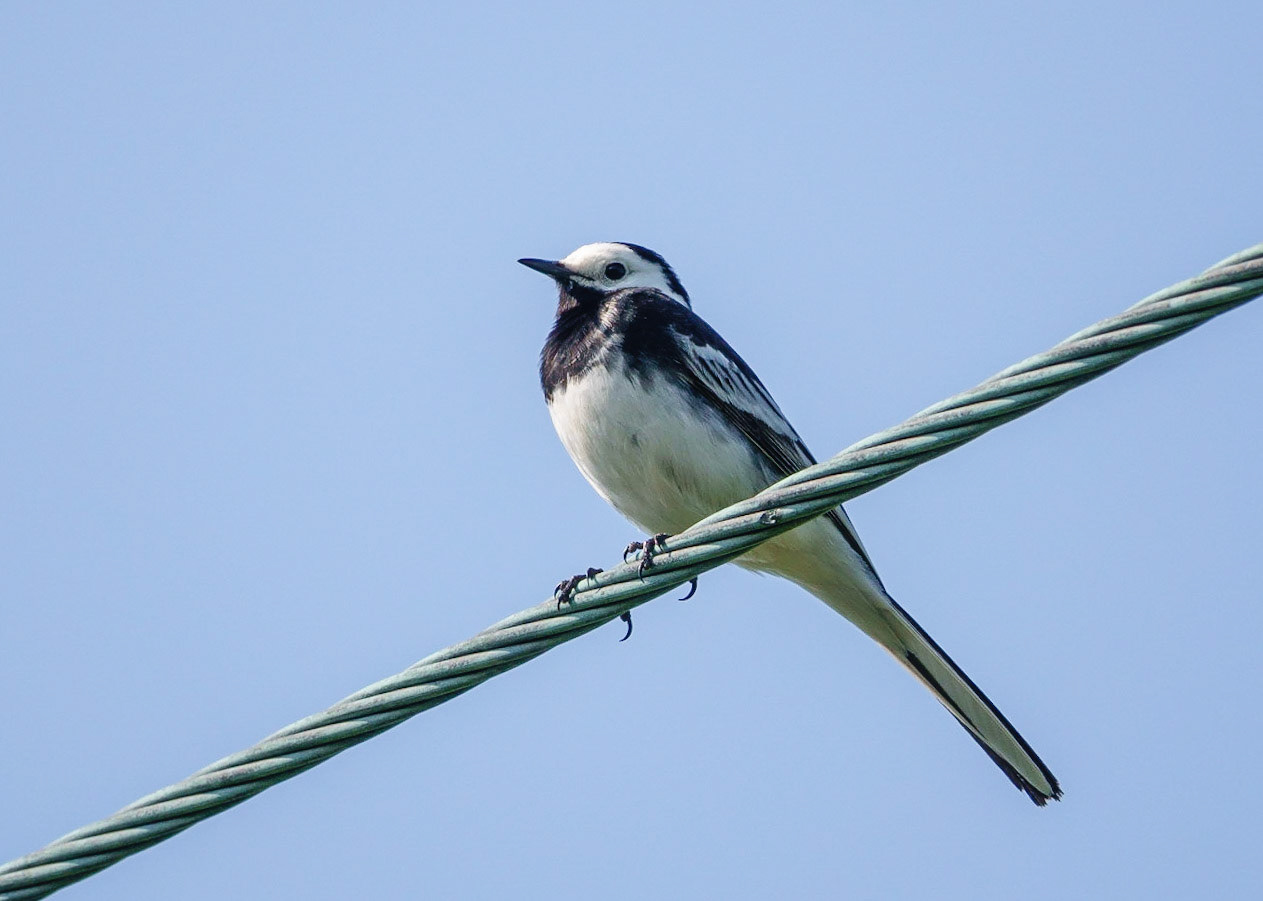 Pied Wagtail
