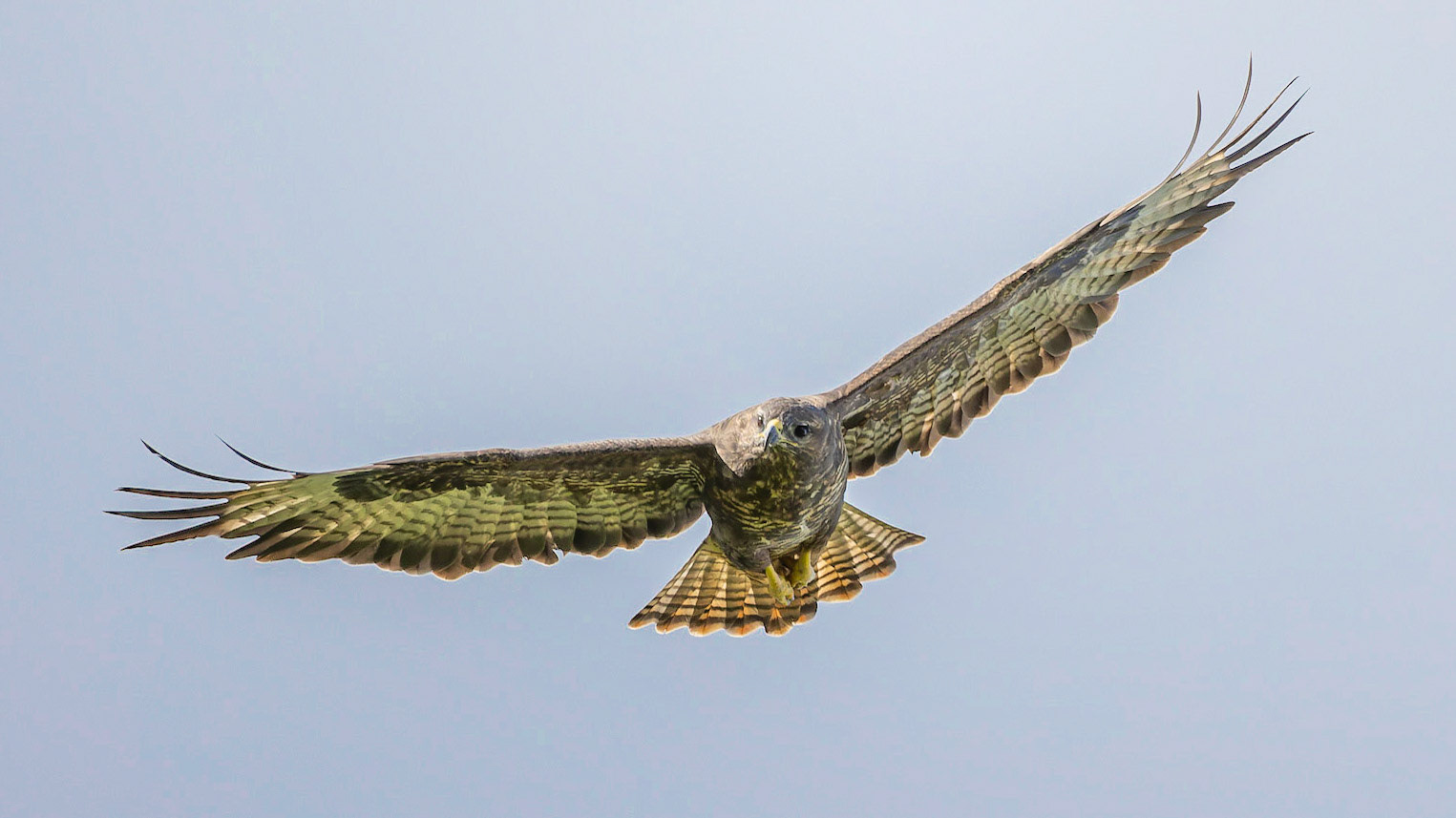 Buzzard