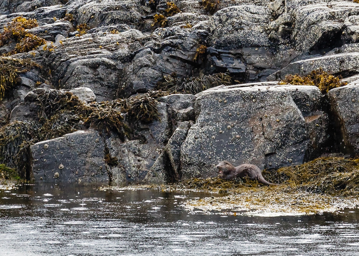 Otter