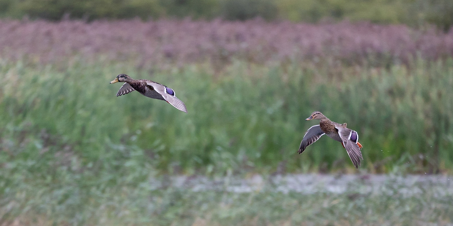 Mallards