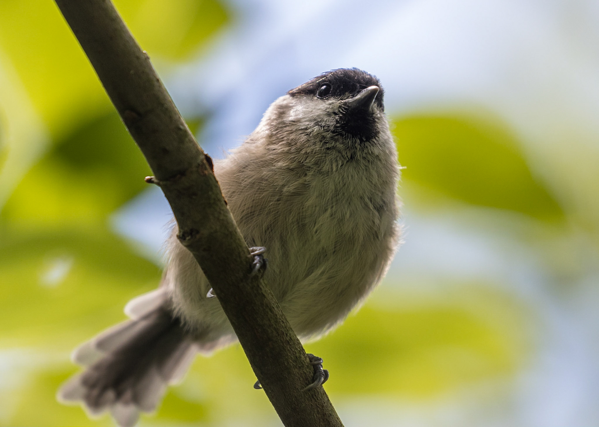 Marsh Tit