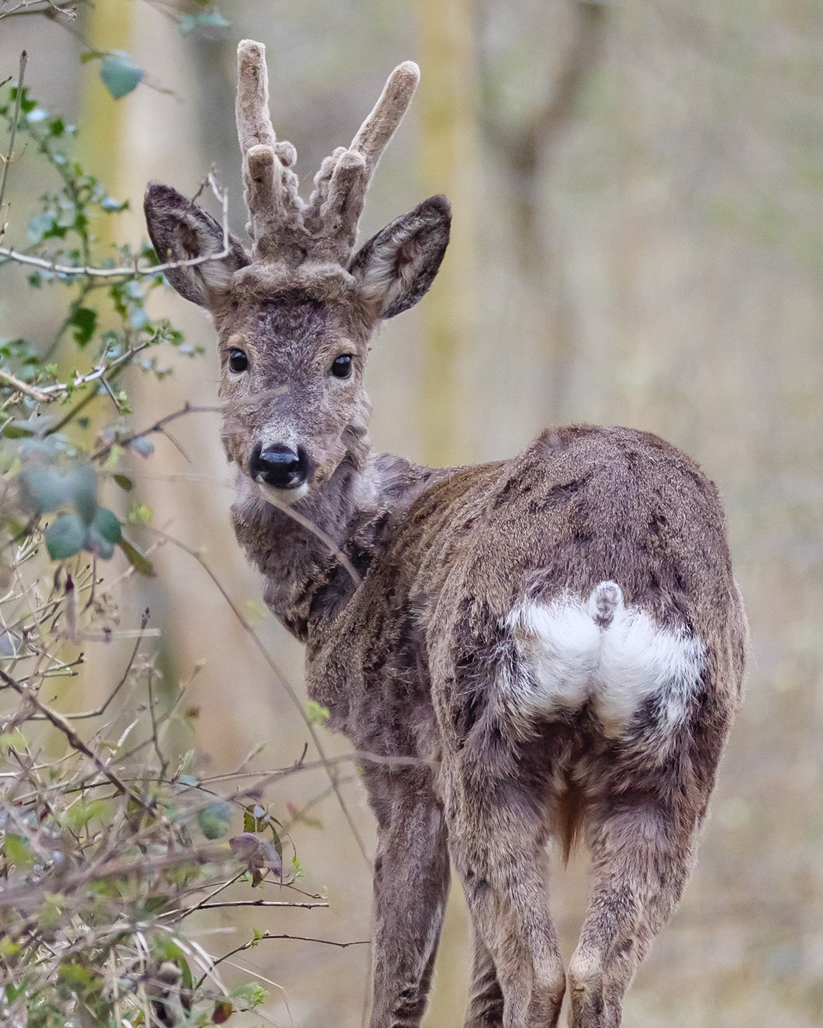 Roe Deer