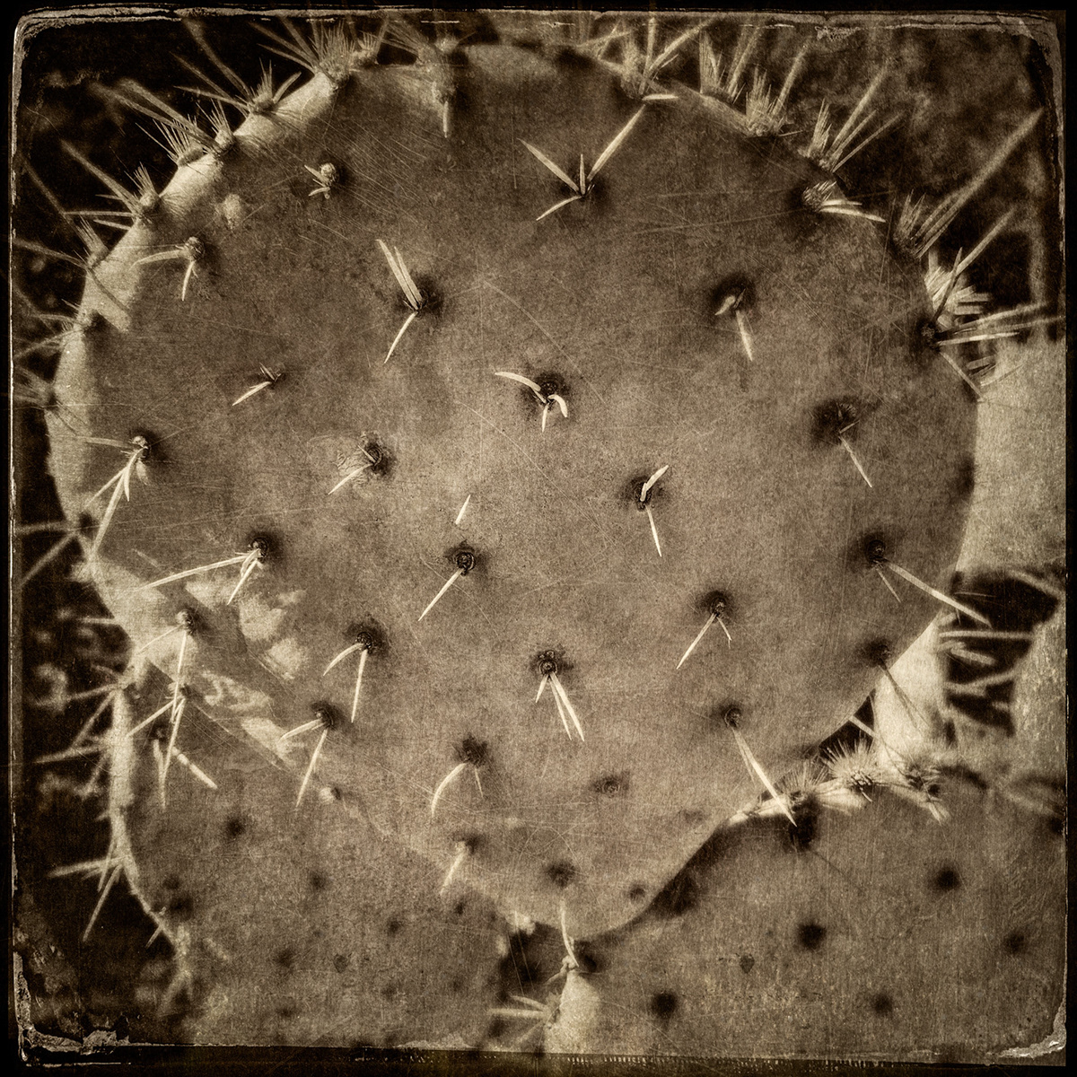 cactus fragment