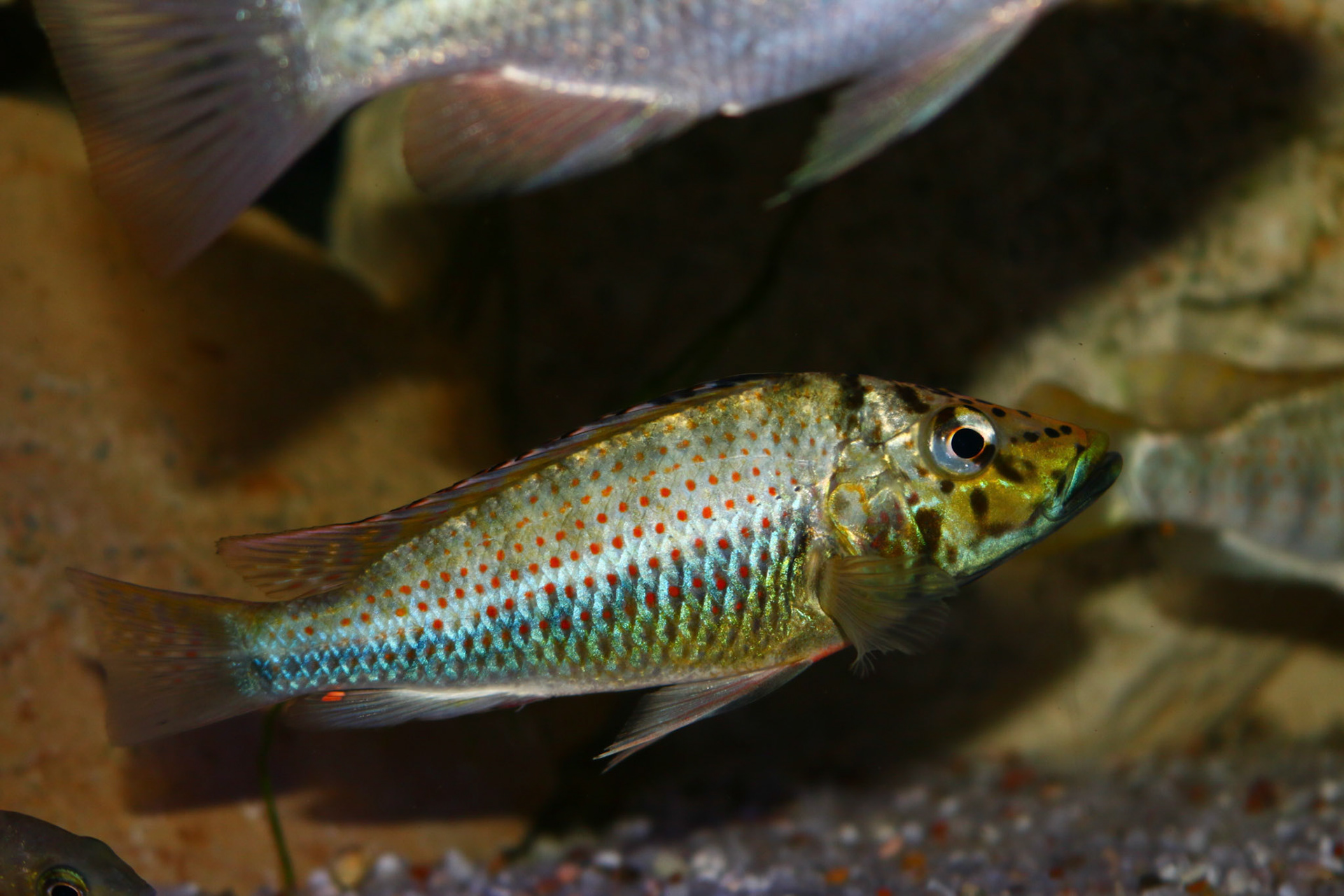 Ctenochromis horei