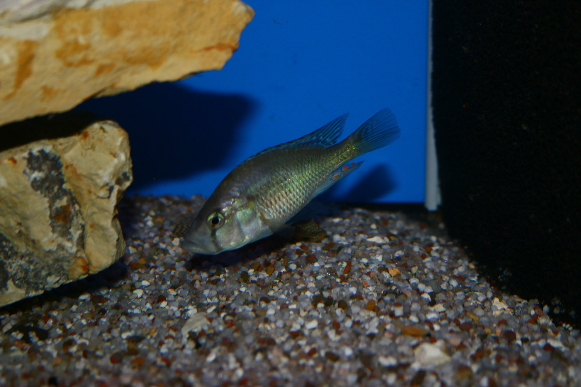 Pyxichromis orthostoma