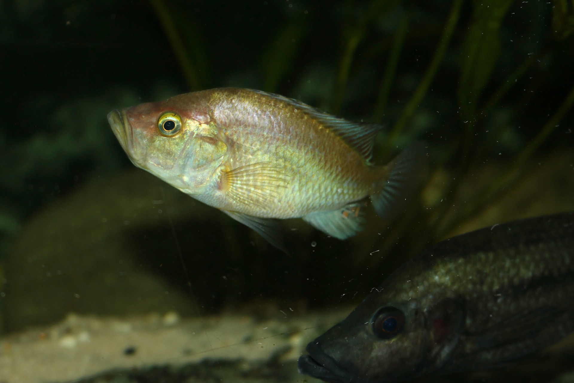 Pyxichromis orthostoma