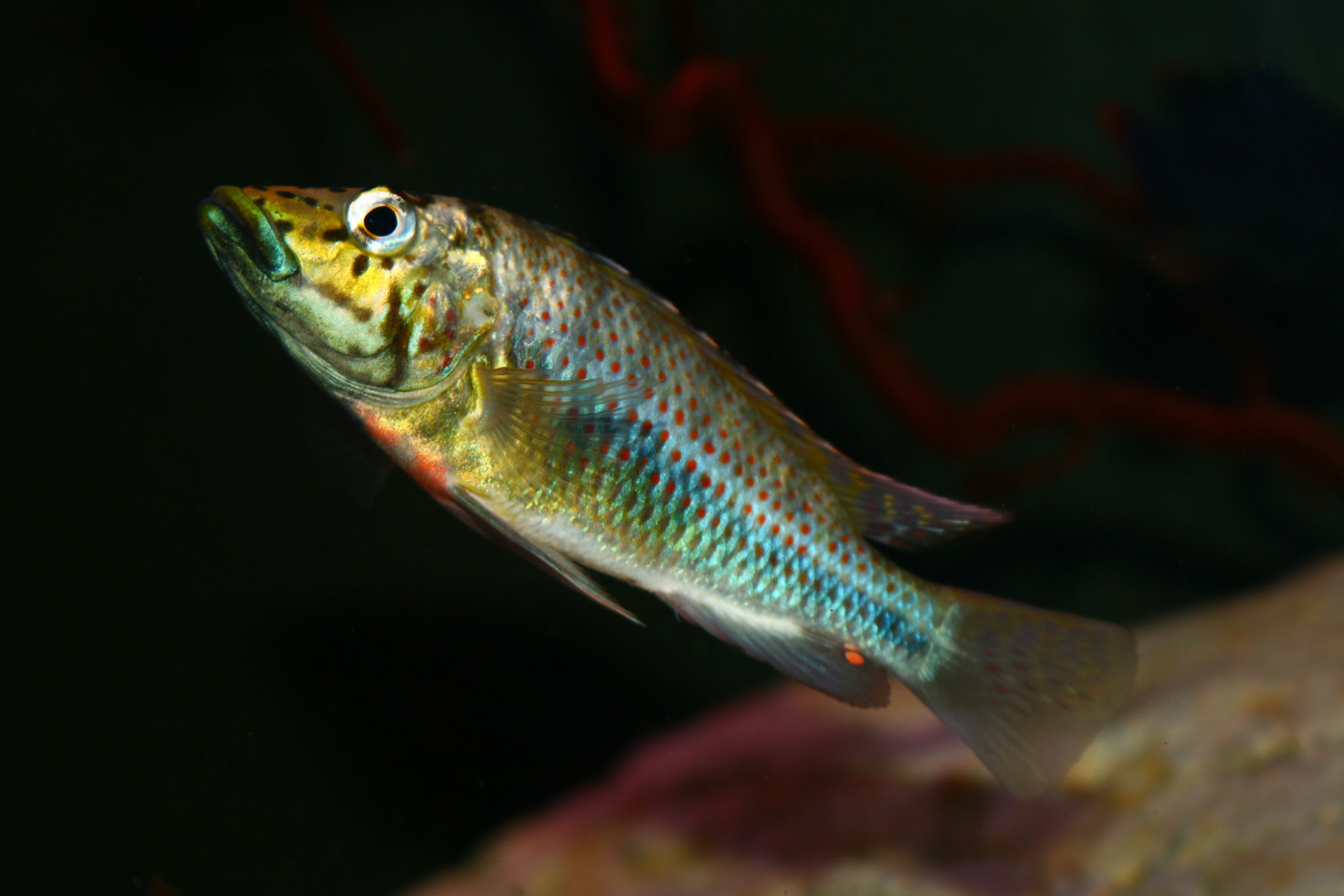 Ctenochromis horei