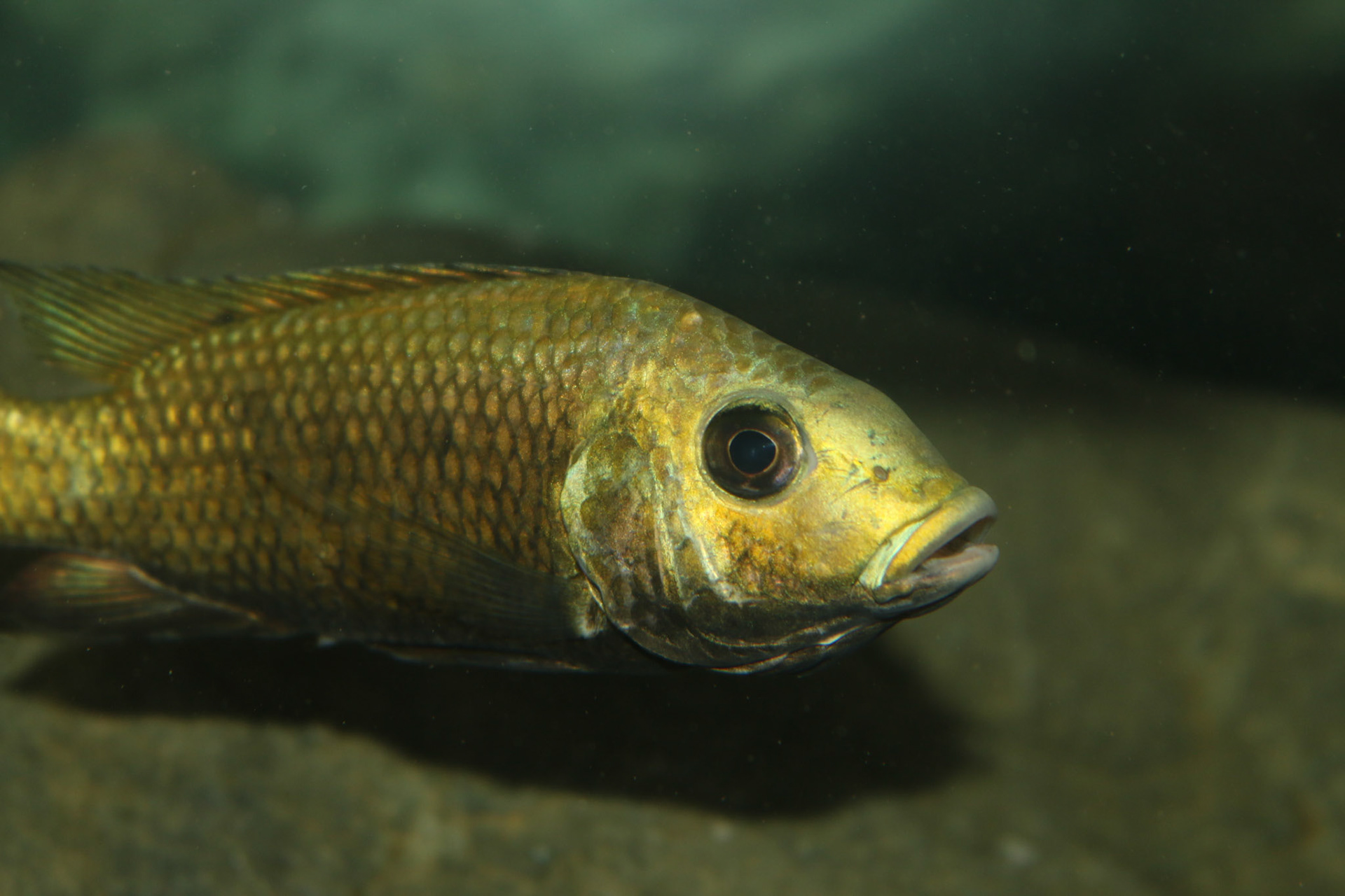 Tonisafricancichlids Sarotherodon knauerae