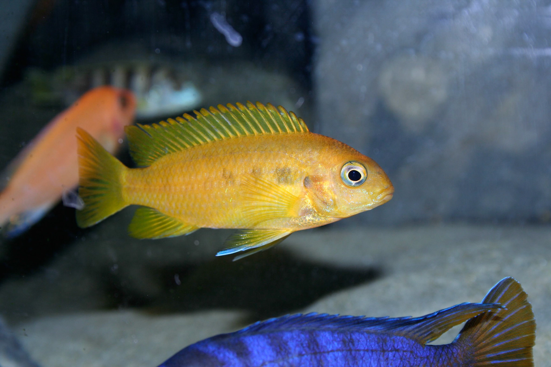 Tonisafricancichlids Pseudothropheus Tropheops Chilumba Orange
