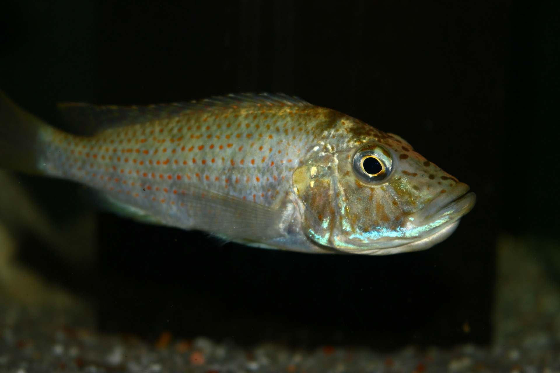 Ctenochromis horei