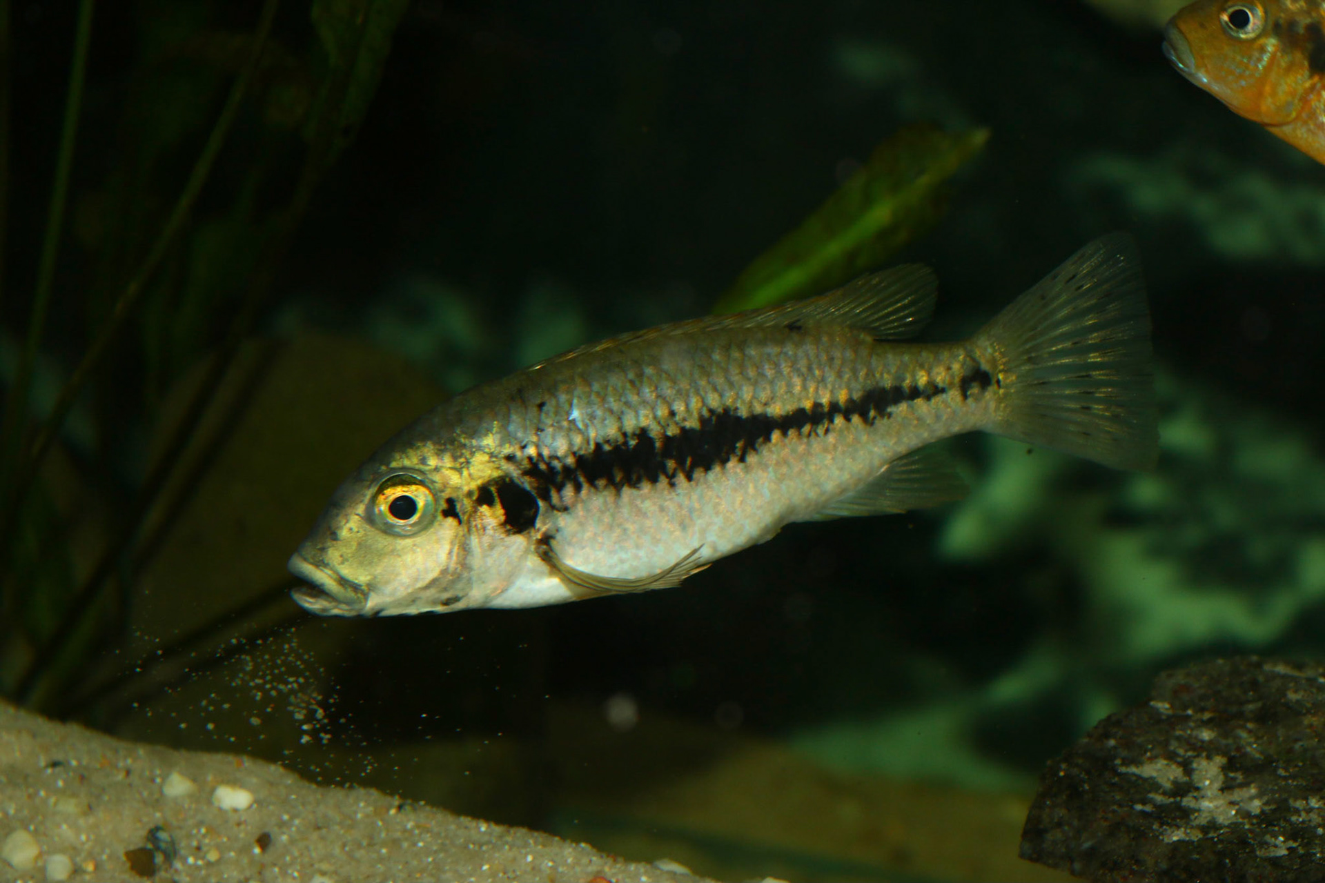 Konia eisentrauti