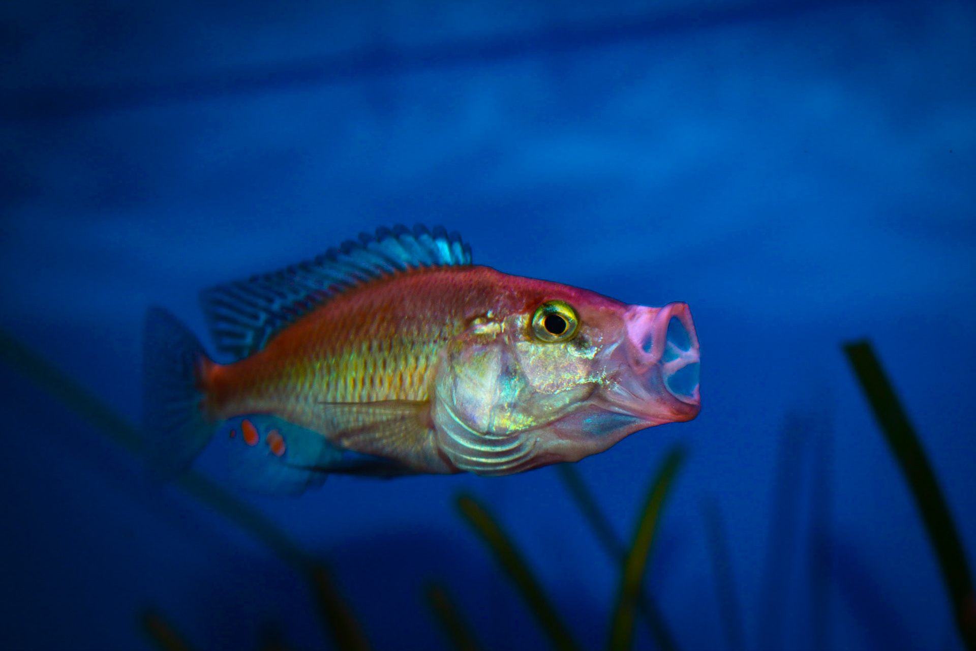 Pyxichromis orthostoma
