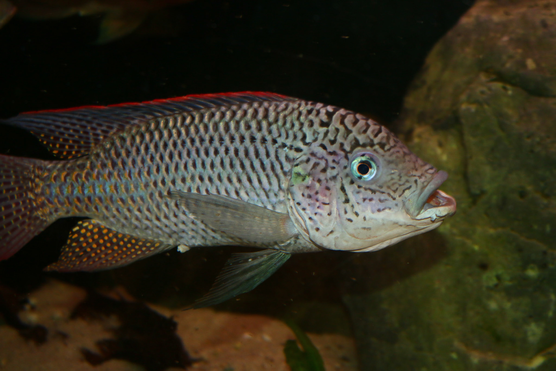 Oreochromis Schwebischi
