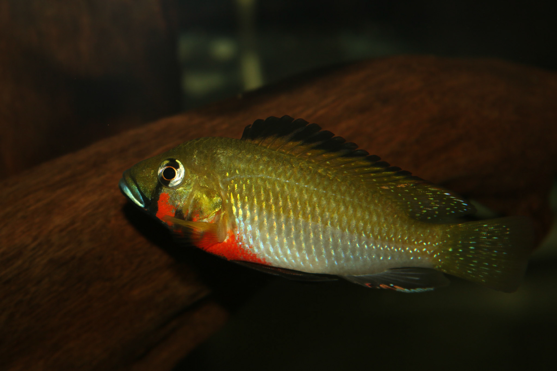 Thoracochromis brauschi