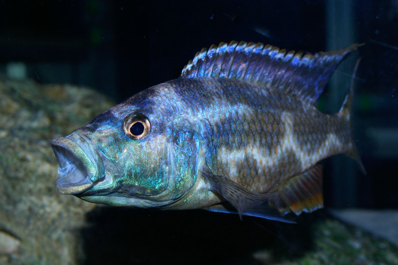 Nimbochromis Livingstonii