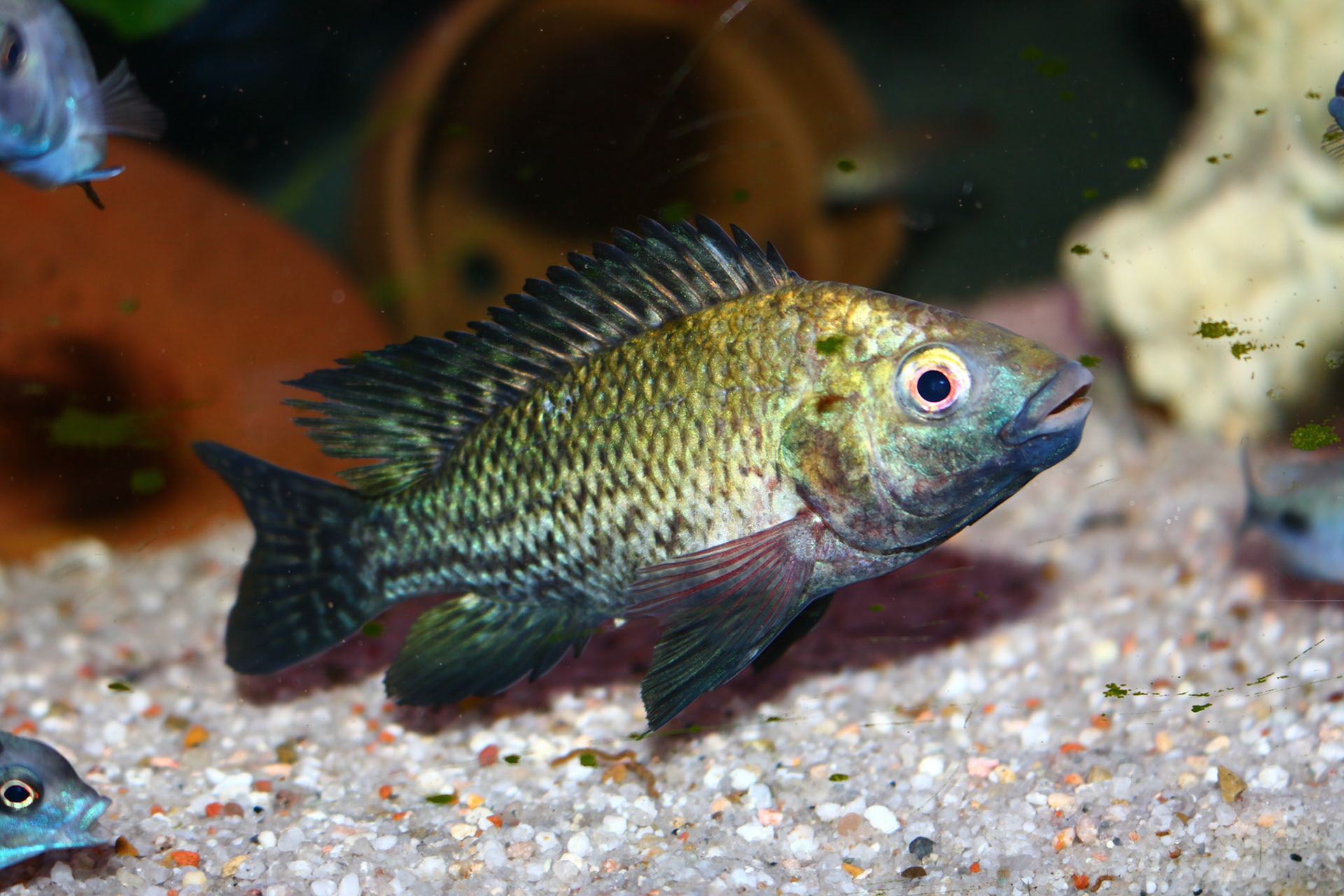 Tonis-africancichlids - Oreochromis Niloticus Niloticus