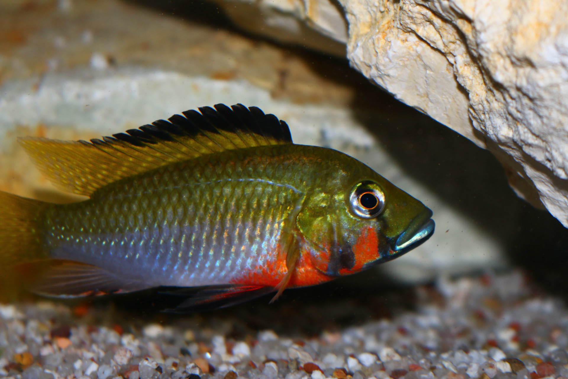 Thoracochromis brauschi