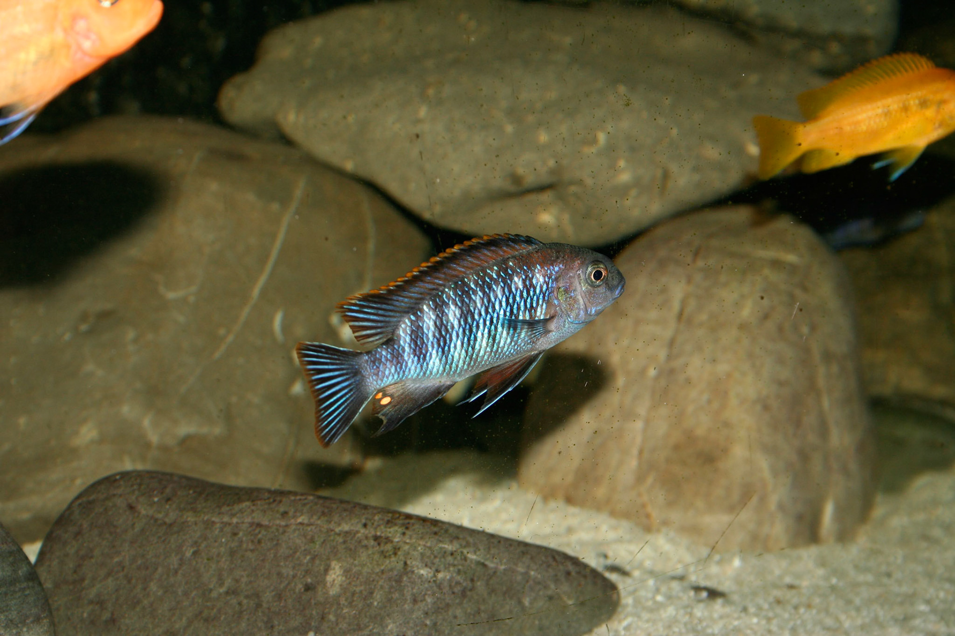 Tonisafricancichlids Pseudothropheus Tropheops Chilumba Orange