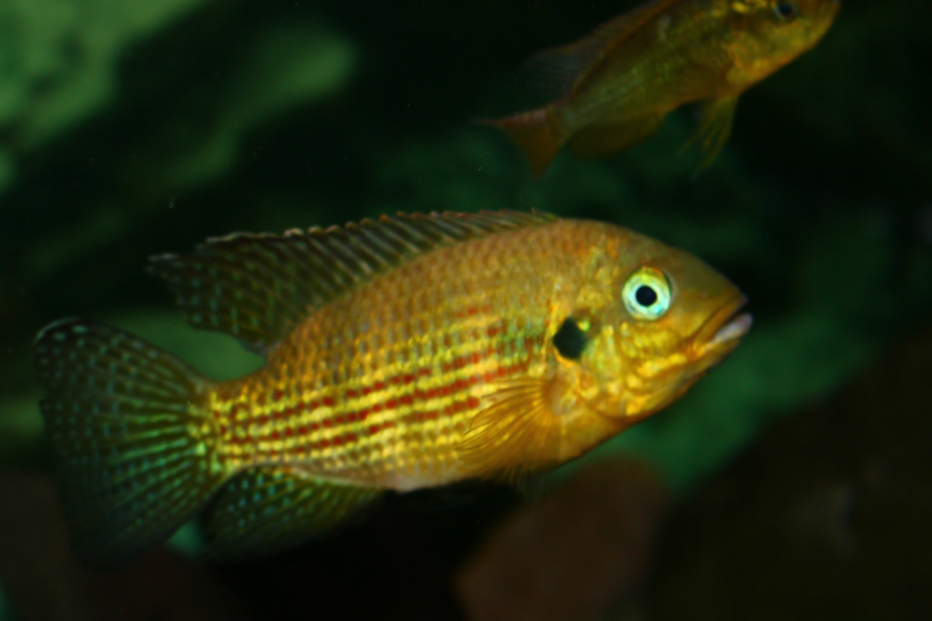 Pelmatochromis buettikoferi