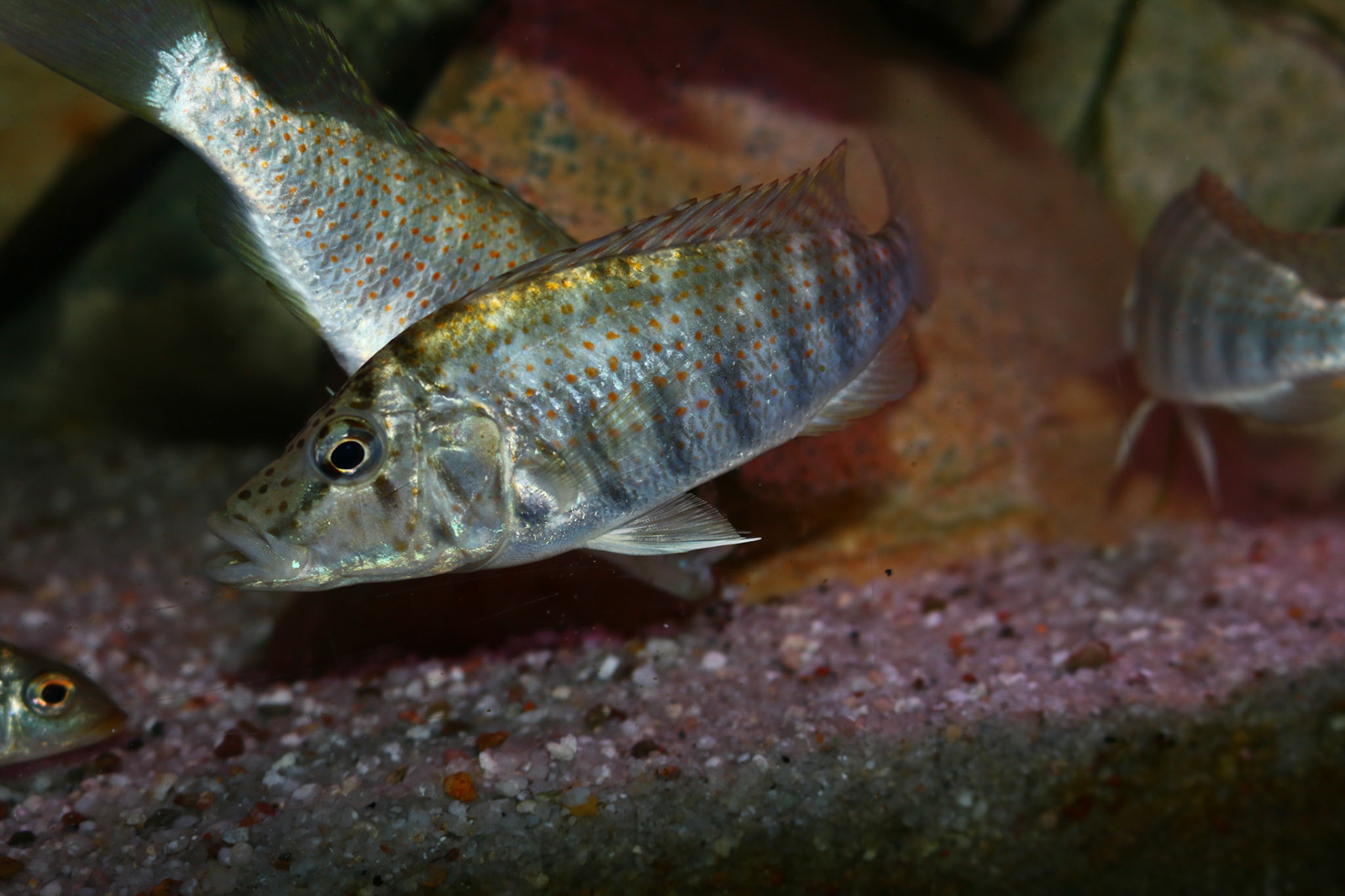 Ctenochromis horei