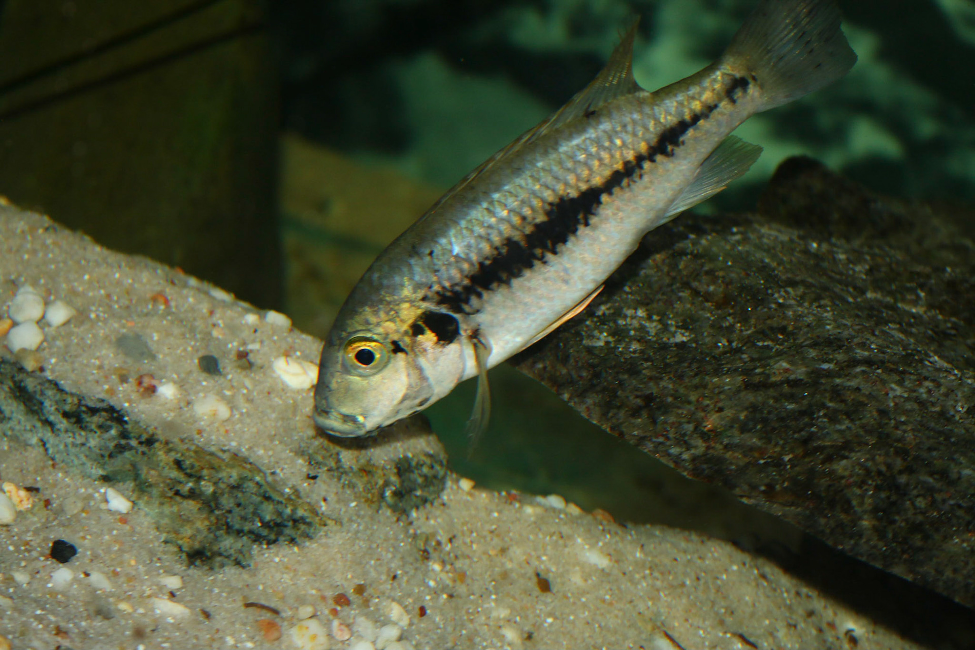 Konia eisentrauti