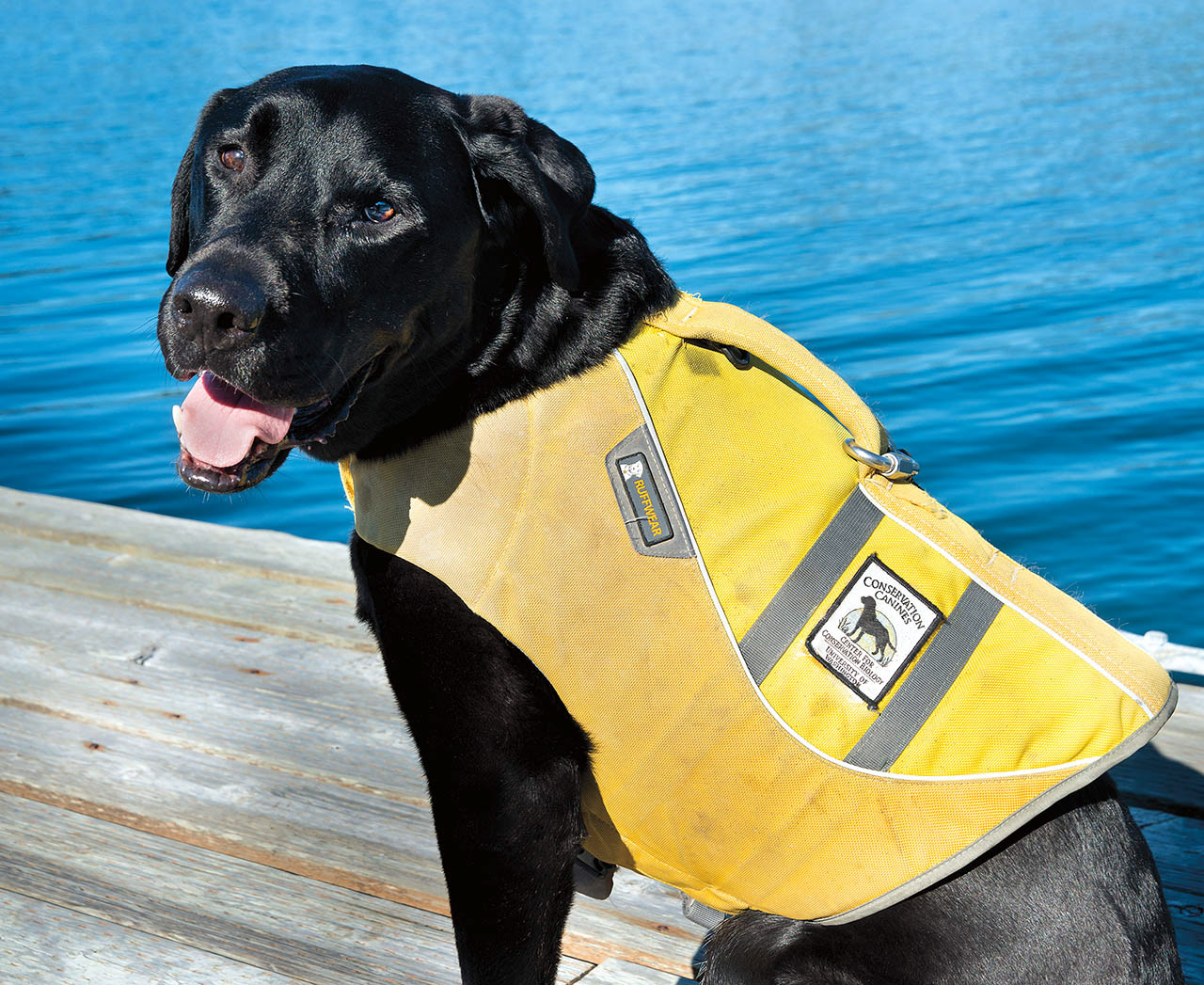 Tucker, a scat detection dog.
