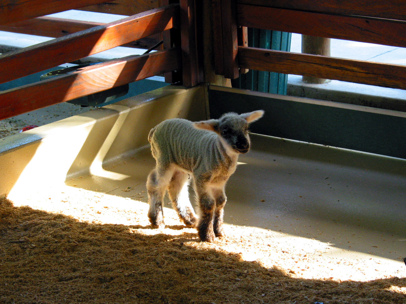 Happy little lamb