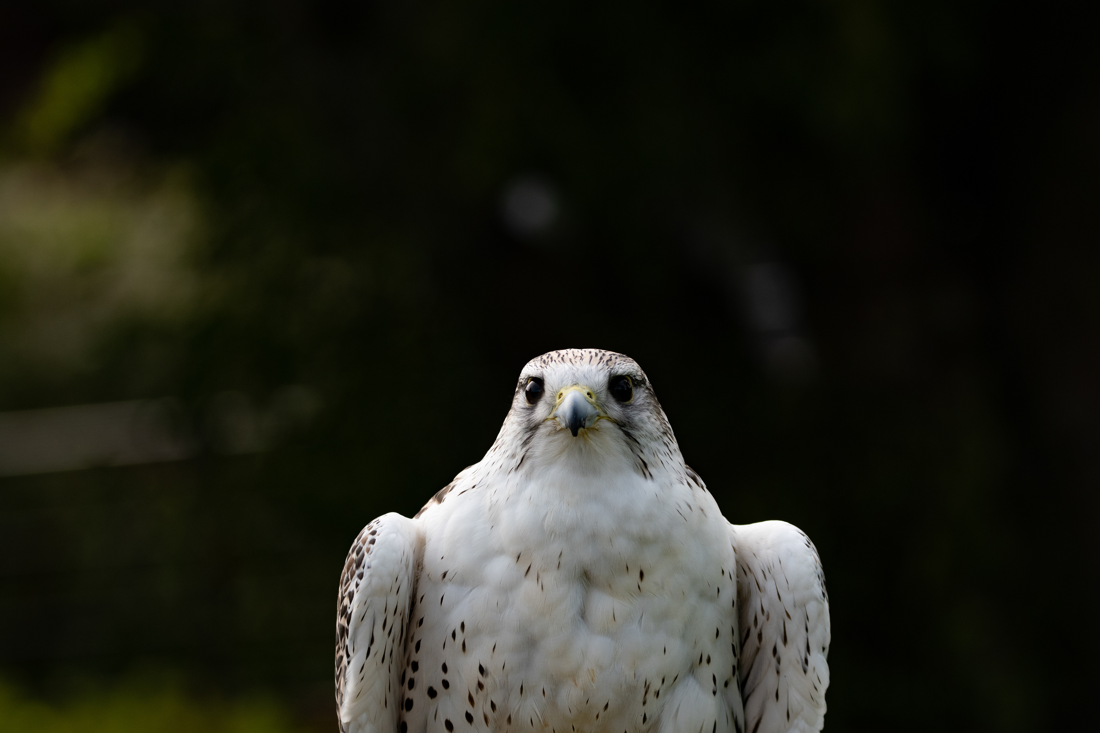 peregrine falcon