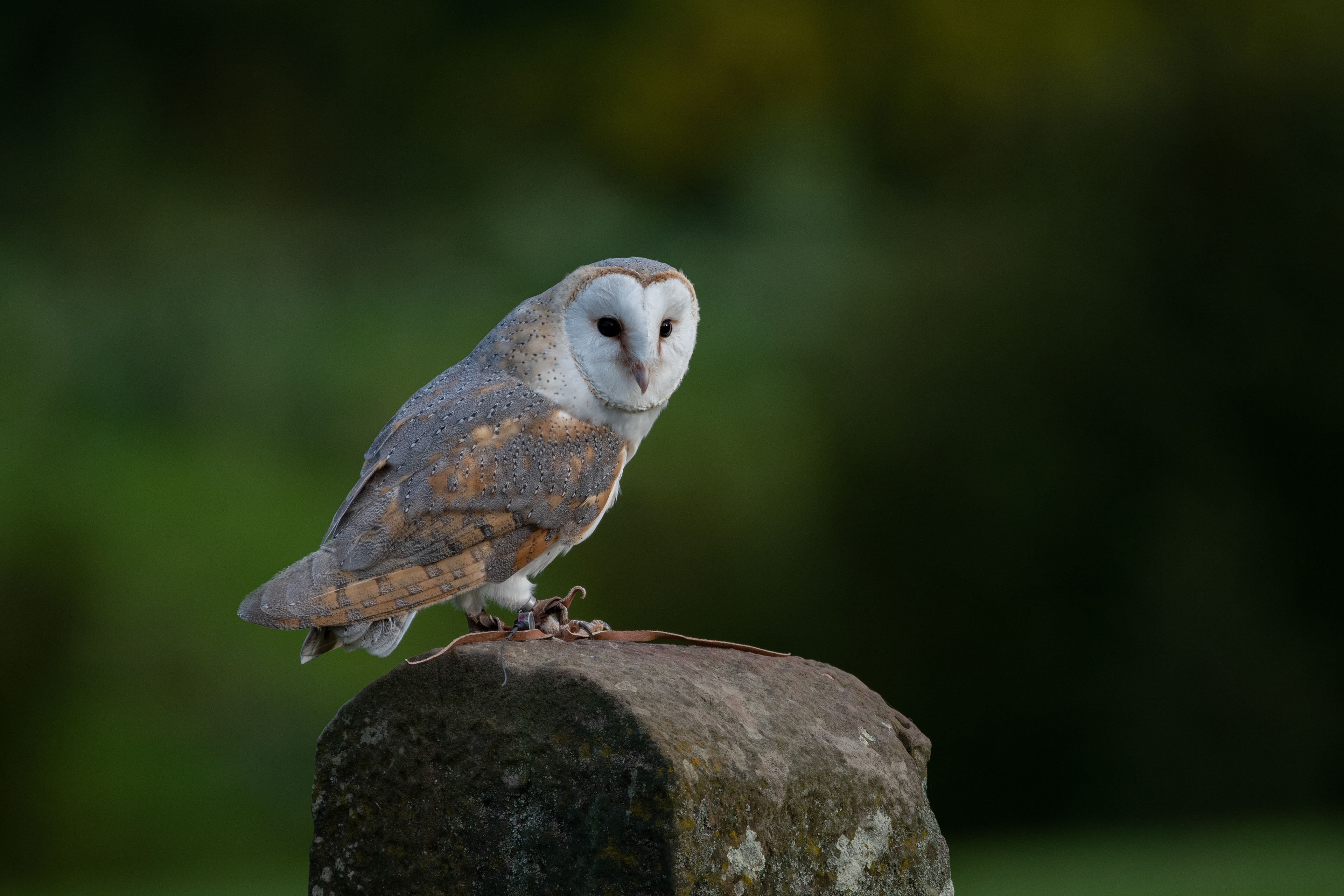 barn owl