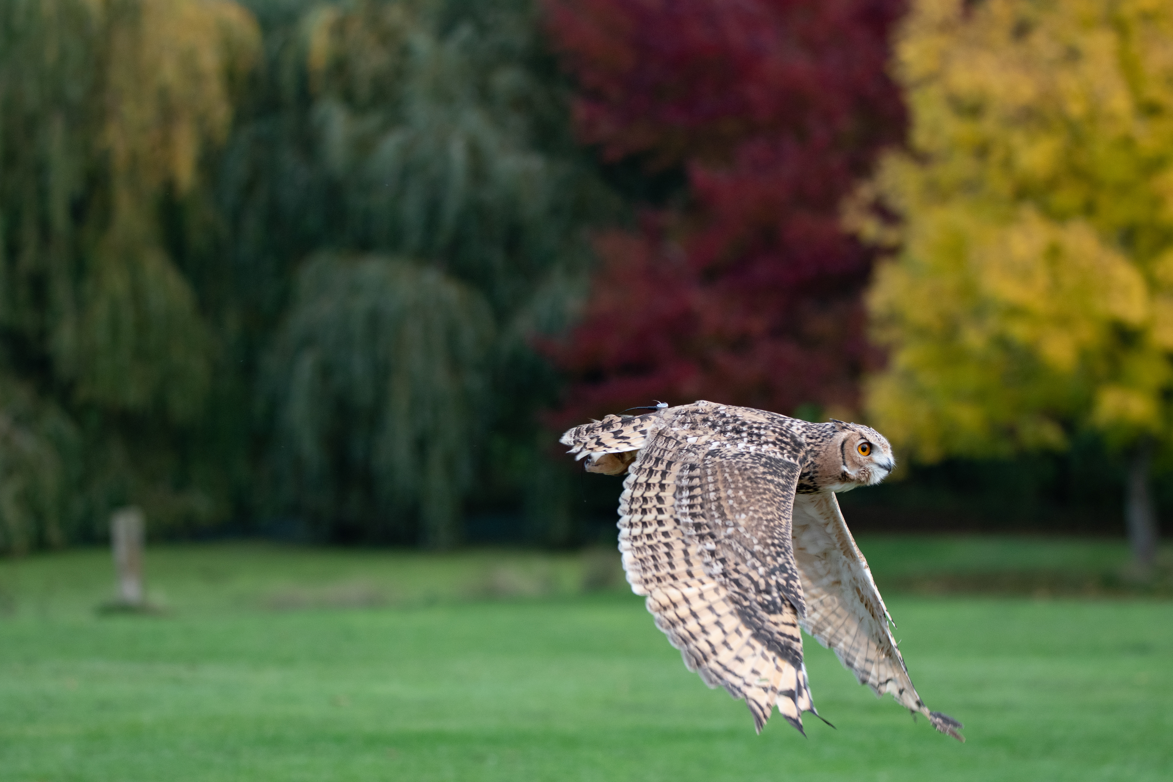 eagle owl - Hemp